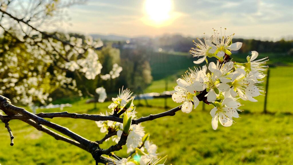 Frühling